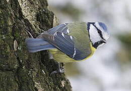 Eurasian Blue Tit