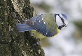 Mésange bleue