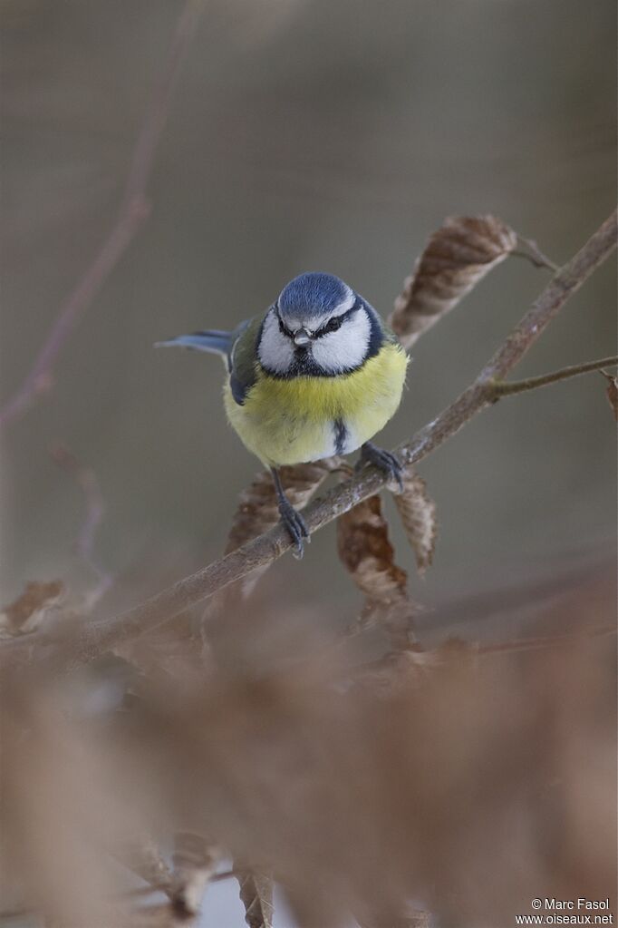 Eurasian Blue Titadult post breeding, identification