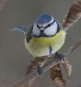 Eurasian Blue Tit