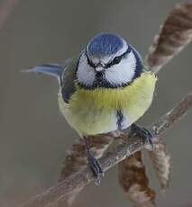 Mésange bleue