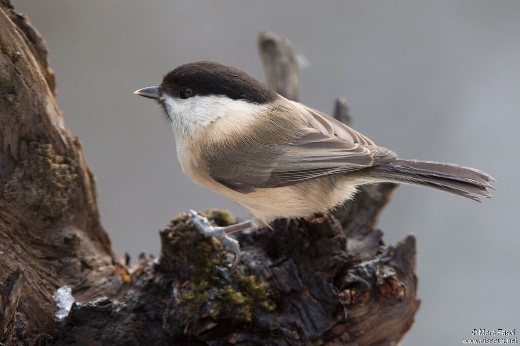 Willow Titadult, identification