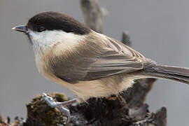 Willow Tit