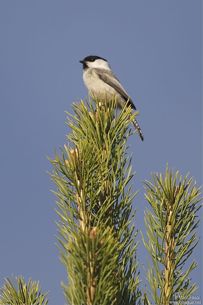 Mésange boréale mâle adulte nuptial, identification, chant