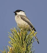 Willow Tit