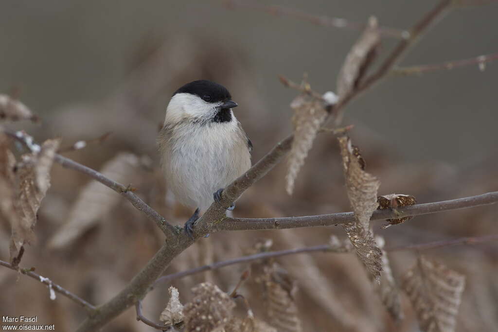 Mésange boréaleadulte, portrait