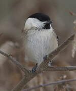 Willow Tit