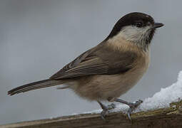 Willow Tit