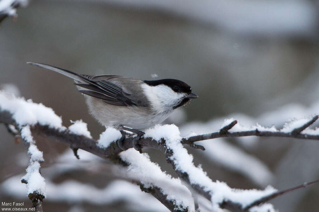 Willow Titadult, identification