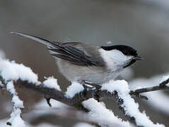 Willow Tit