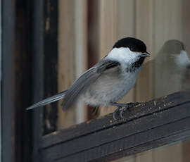 Mésange boréale