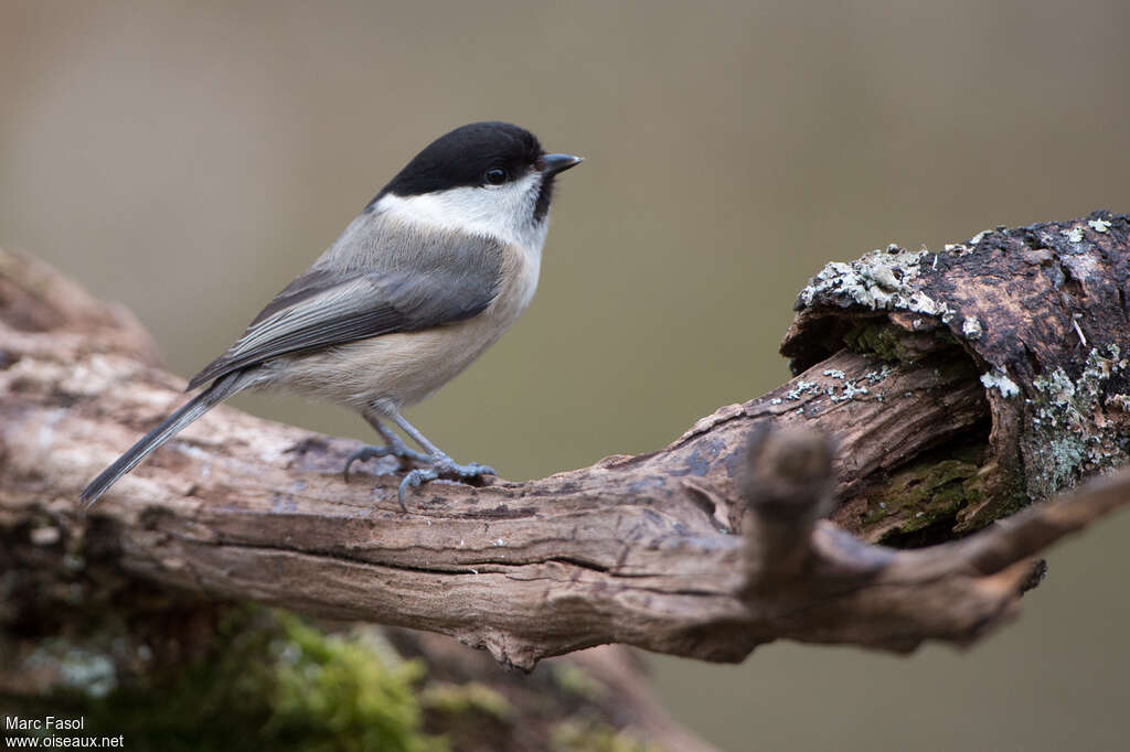 Mésange boréaleadulte, identification