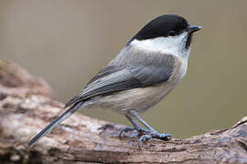 Willow Tit