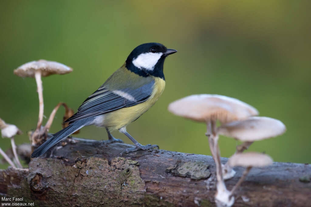 Mésange charbonnièreadulte