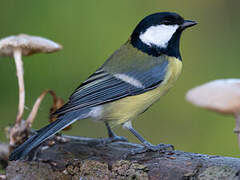 Great Tit