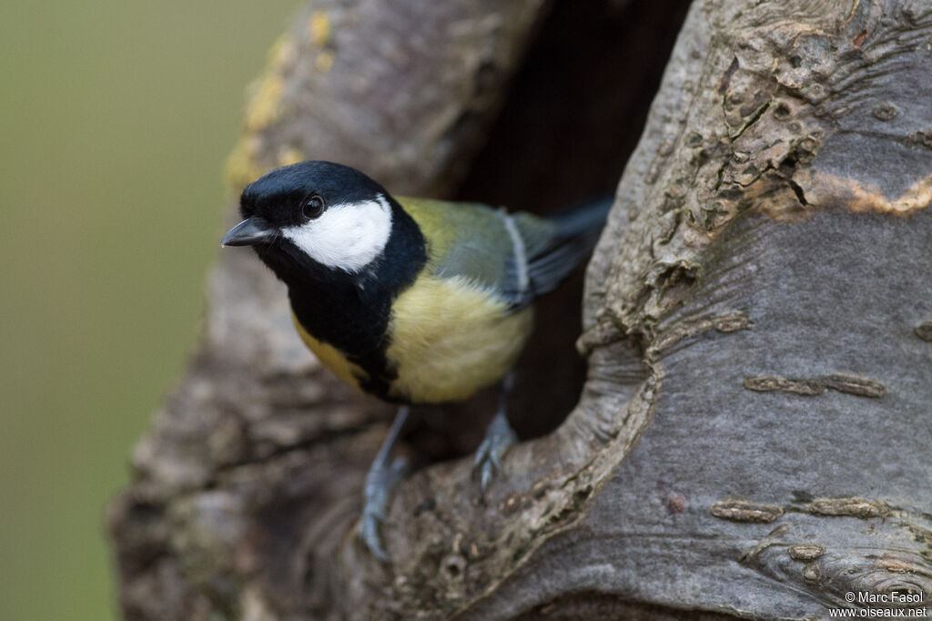 Great Tit male adult post breeding, identification