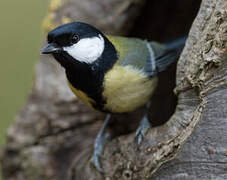 Great Tit