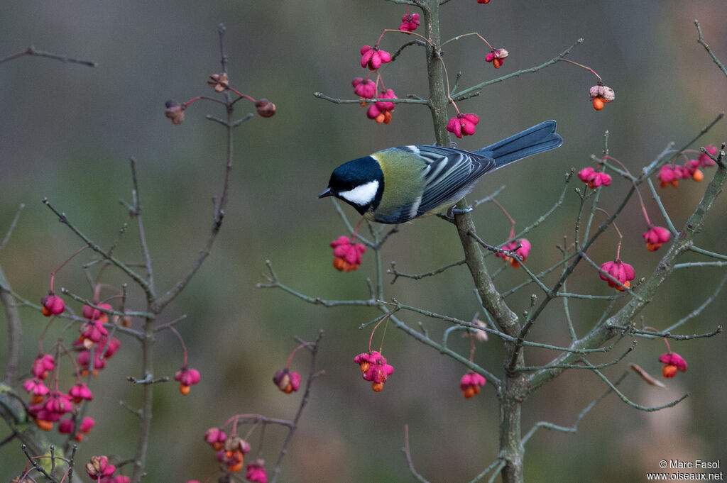 Mésange charbonnièreadulte