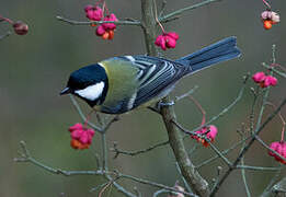 Great Tit