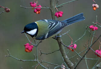 Mésange charbonnière