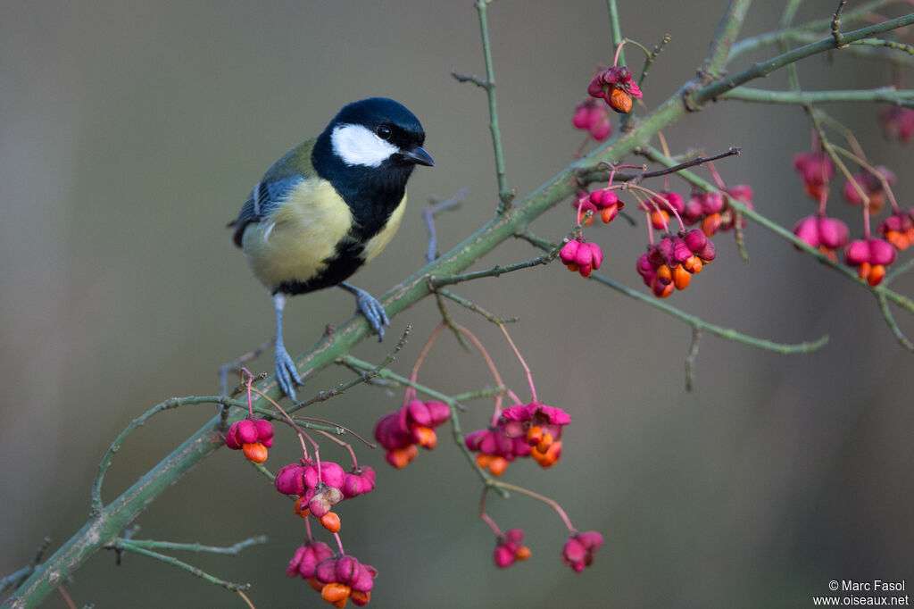 Great Tit male adult post breeding, identification