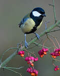 Mésange charbonnière