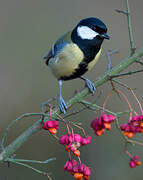 Mésange charbonnière