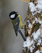 Great Tit