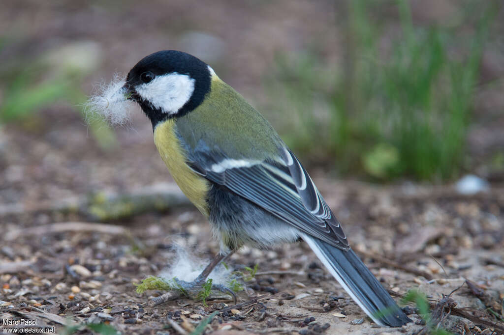 Mésange charbonnièreadulte, Nidification