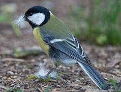 Great Tit