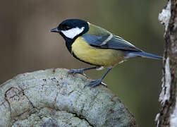 Great Tit