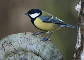 Mésange charbonnière