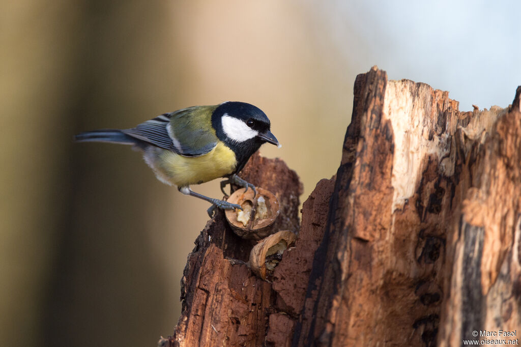 Great Tit male adult, identification, feeding habits, eats