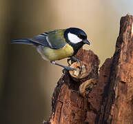 Great Tit