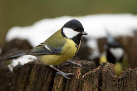 Great Tit