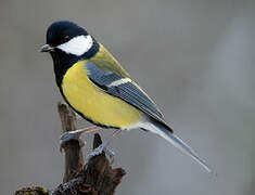 Great Tit