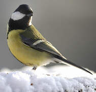 Great Tit