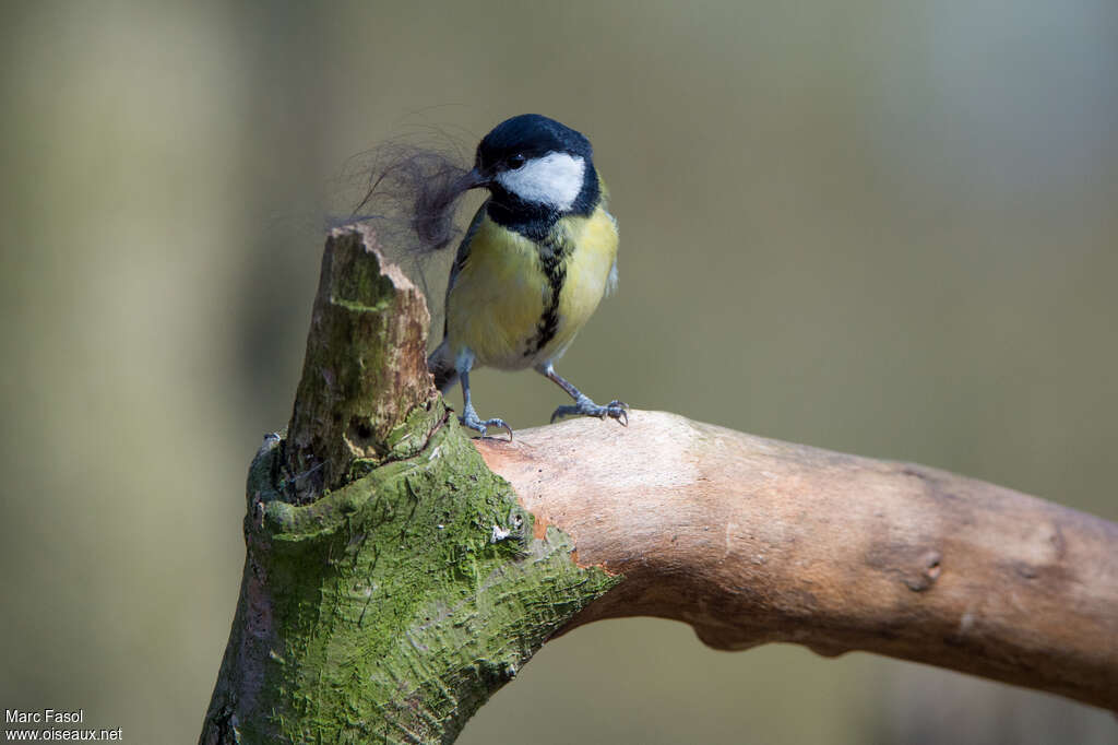 Mésange charbonnièreadulte, Nidification