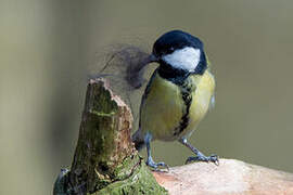 Mésange charbonnière