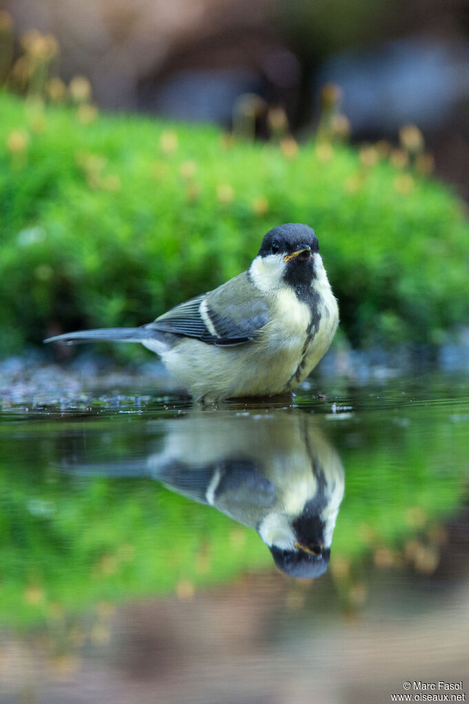 Mésange charbonnièrejuvénile, identification, soins