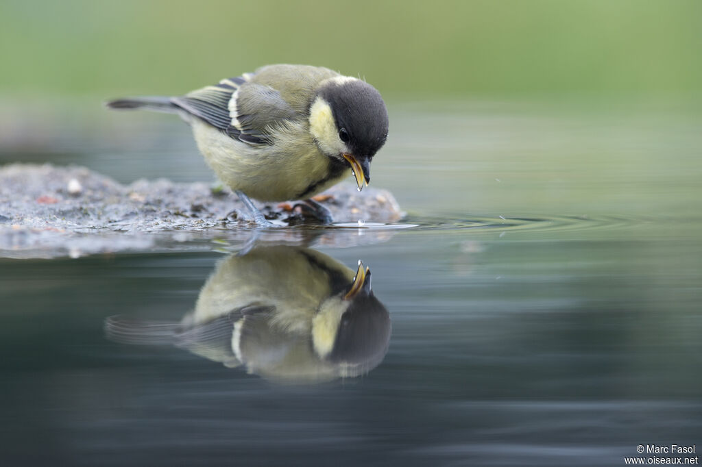 Mésange charbonnièrejuvénile, boit