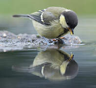 Great Tit