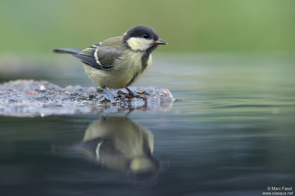 Mésange charbonnière, boit