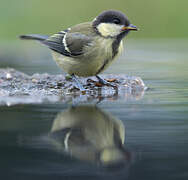 Great Tit