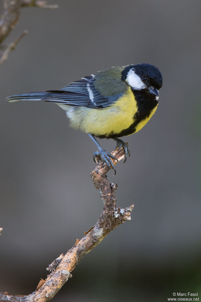 Great Tit male adult, identification