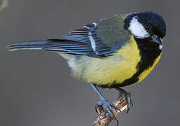 Great Tit