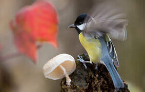 Great Tit