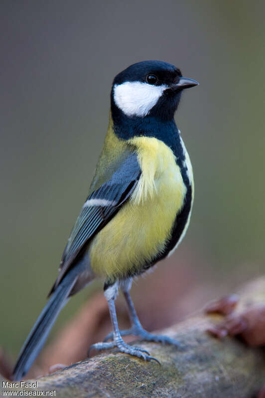 Great Tit male adult breeding, identification