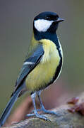 Great Tit