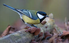 Mésange charbonnière